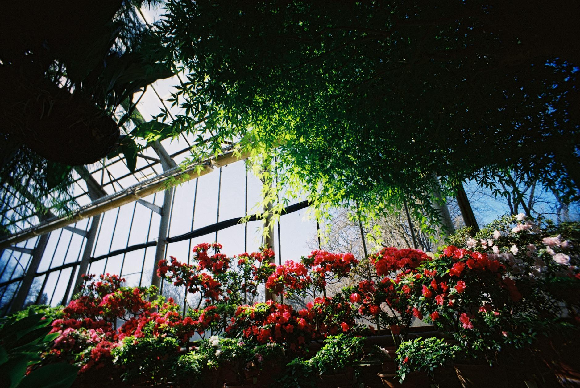 A beautiful botanical garden with flowers and a historic glasshouse