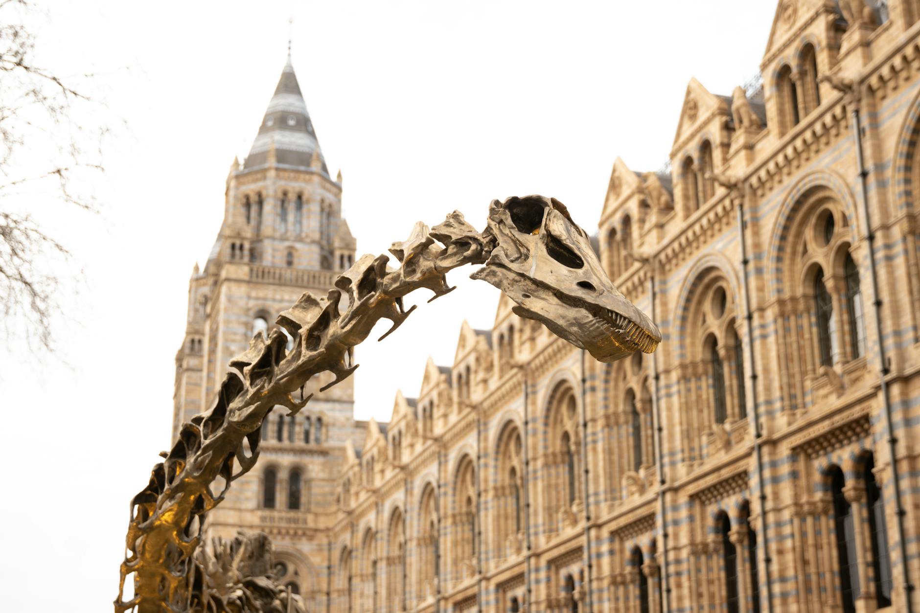 Dinosaur skeleton exhibit at the Museum of Natural Sciences Brussels