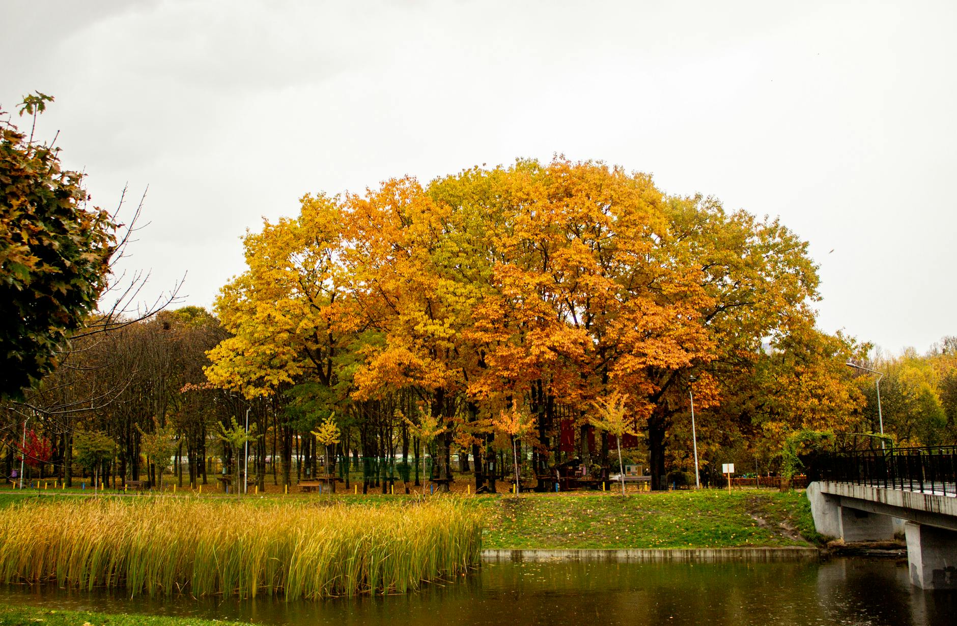 Golden autumn trees in a Brussels park with fallen leaves
