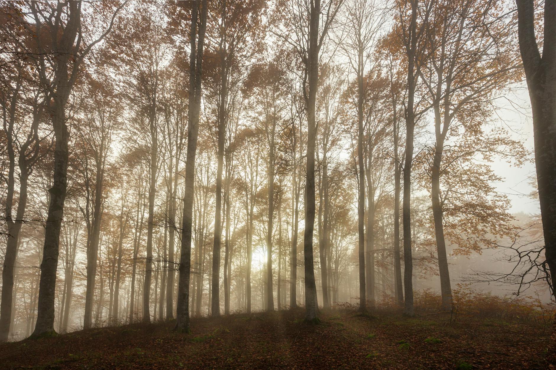 Tall ancient beech trees in the Forêt de Soignes with sunlight filtering through