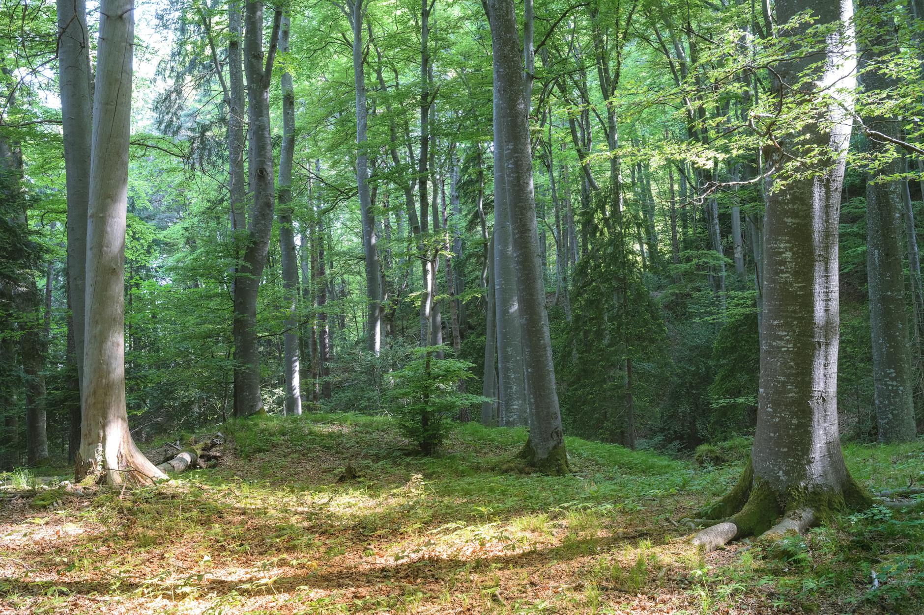 Tall beech trees in an ancient forest with sunlight filtering through