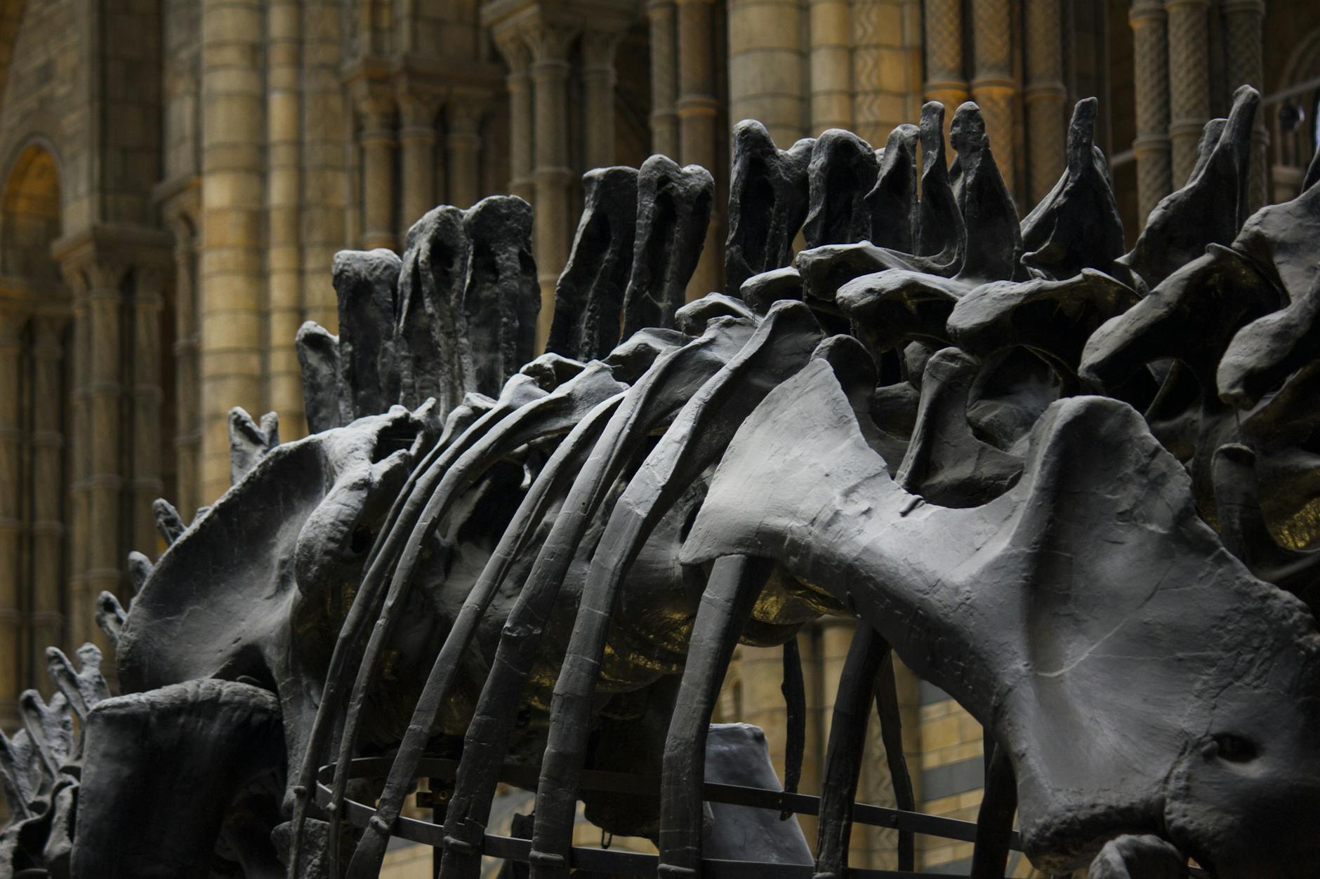 A large dinosaur skeleton on display in a natural history museum