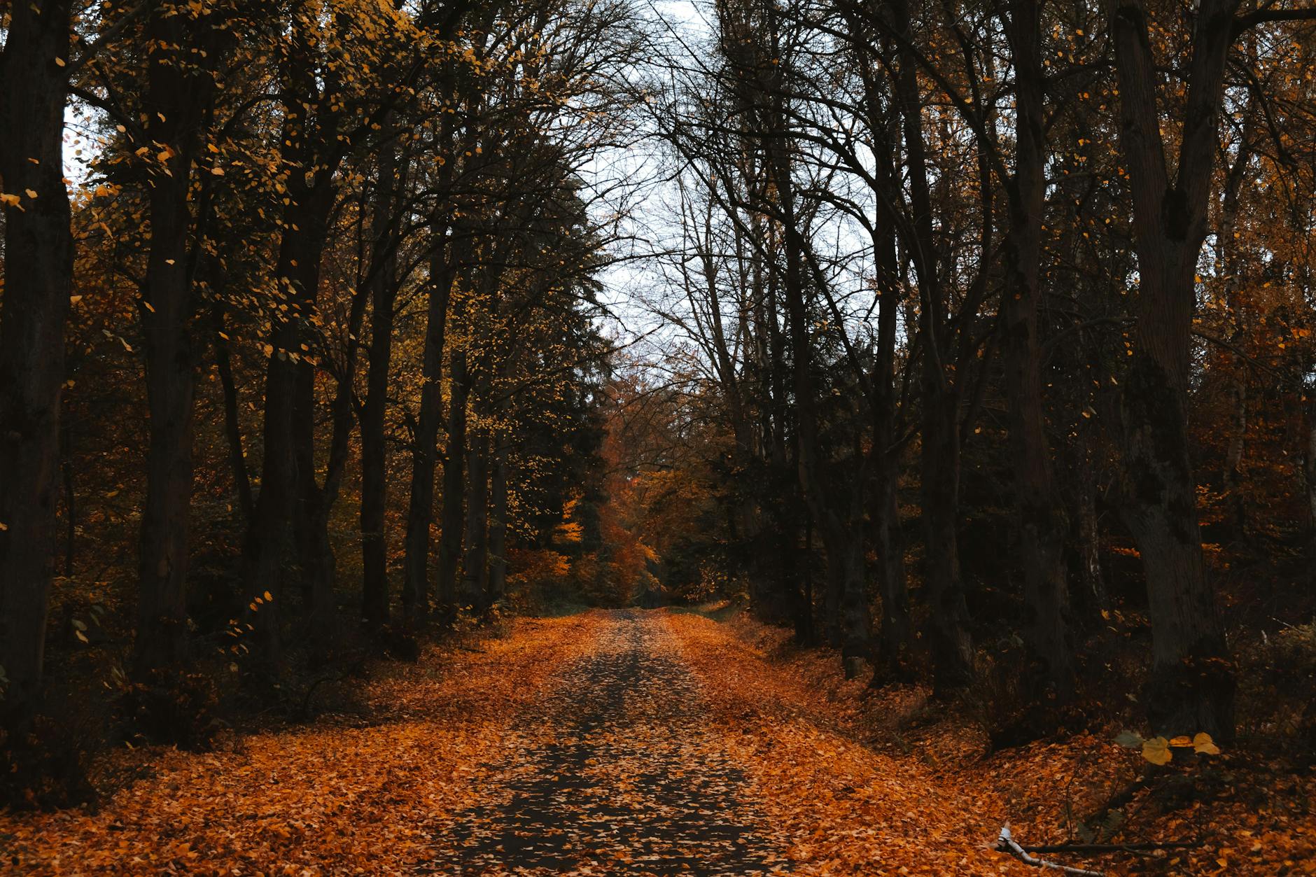 A winding path through an autumn forest in a city park