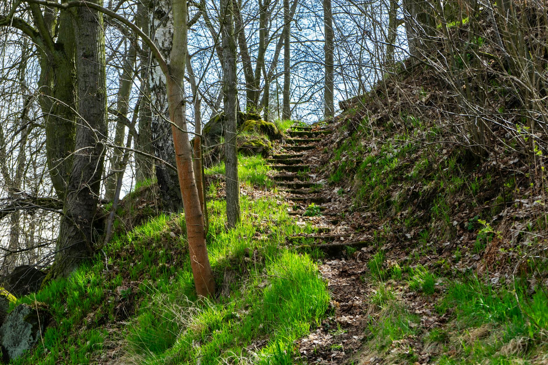 A wooded hillside park with walking trails through mature trees