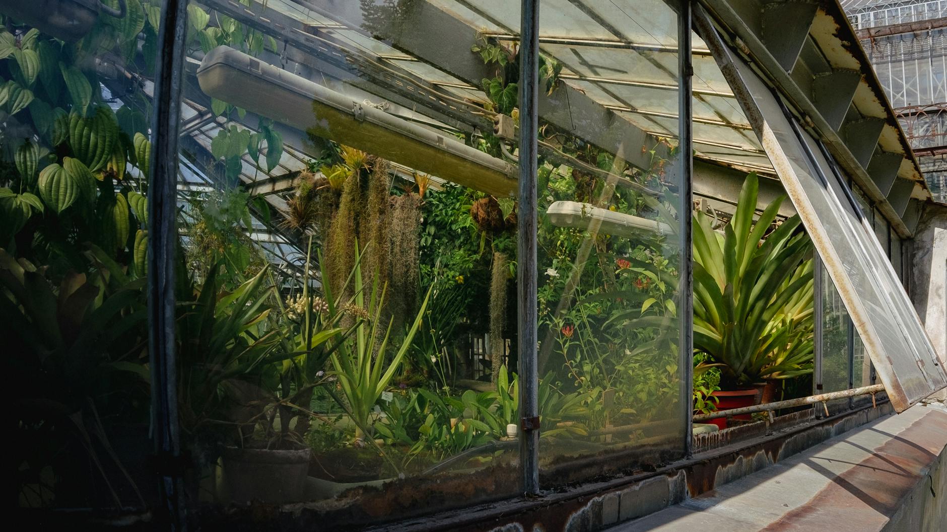 Lush tropical plants inside a historic glass greenhouse