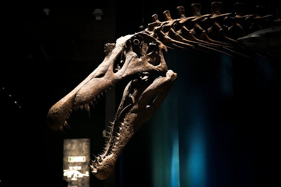 Natural Sciences Museum Brussels — best close-up of Tyrannosaurus Rex skull displayed in dimly lit museum exhibit