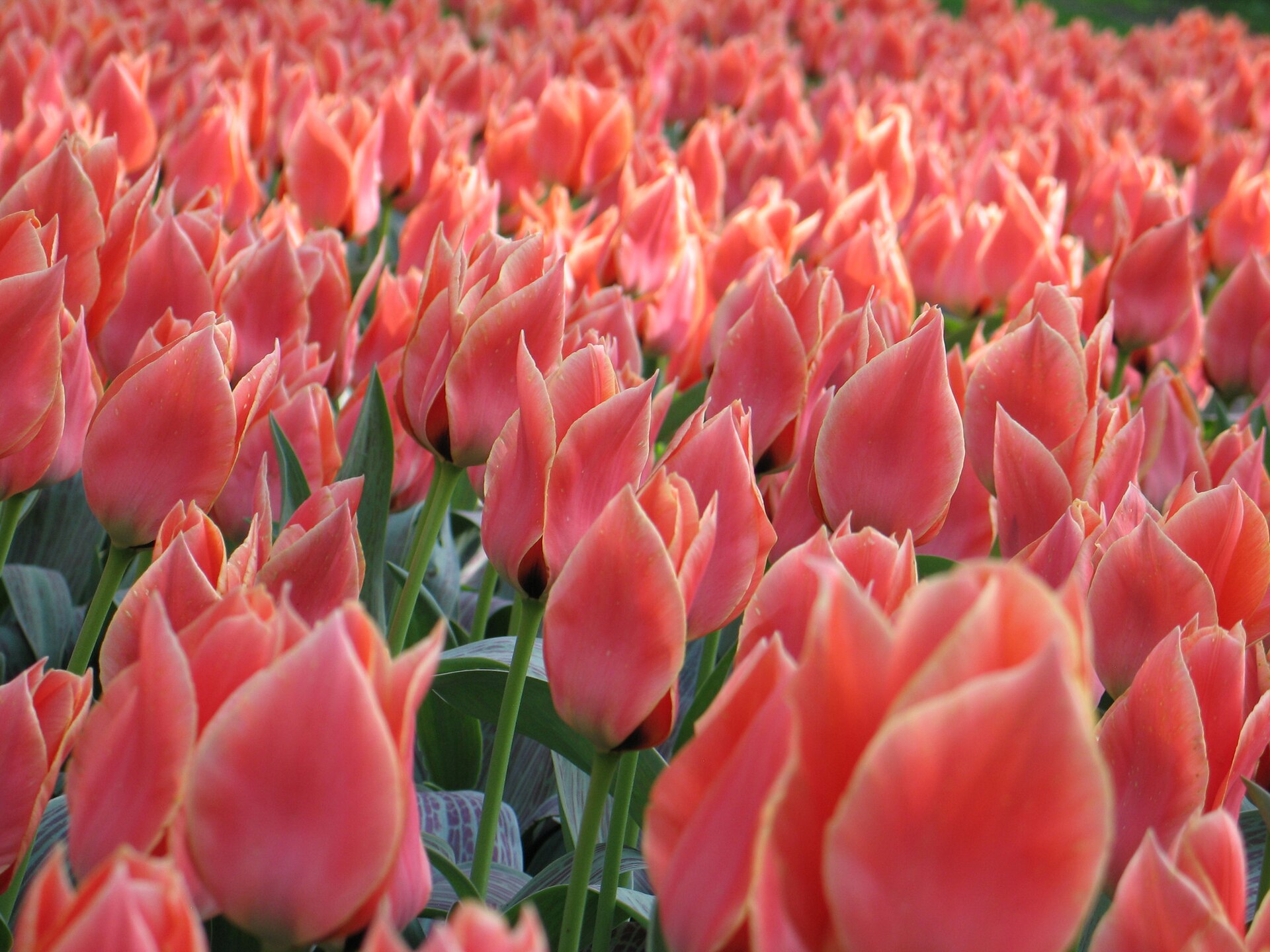 A dense bed of coral-pink tulips in full flower at Groot-Bijgaarden, with more tulips stretching into the distance