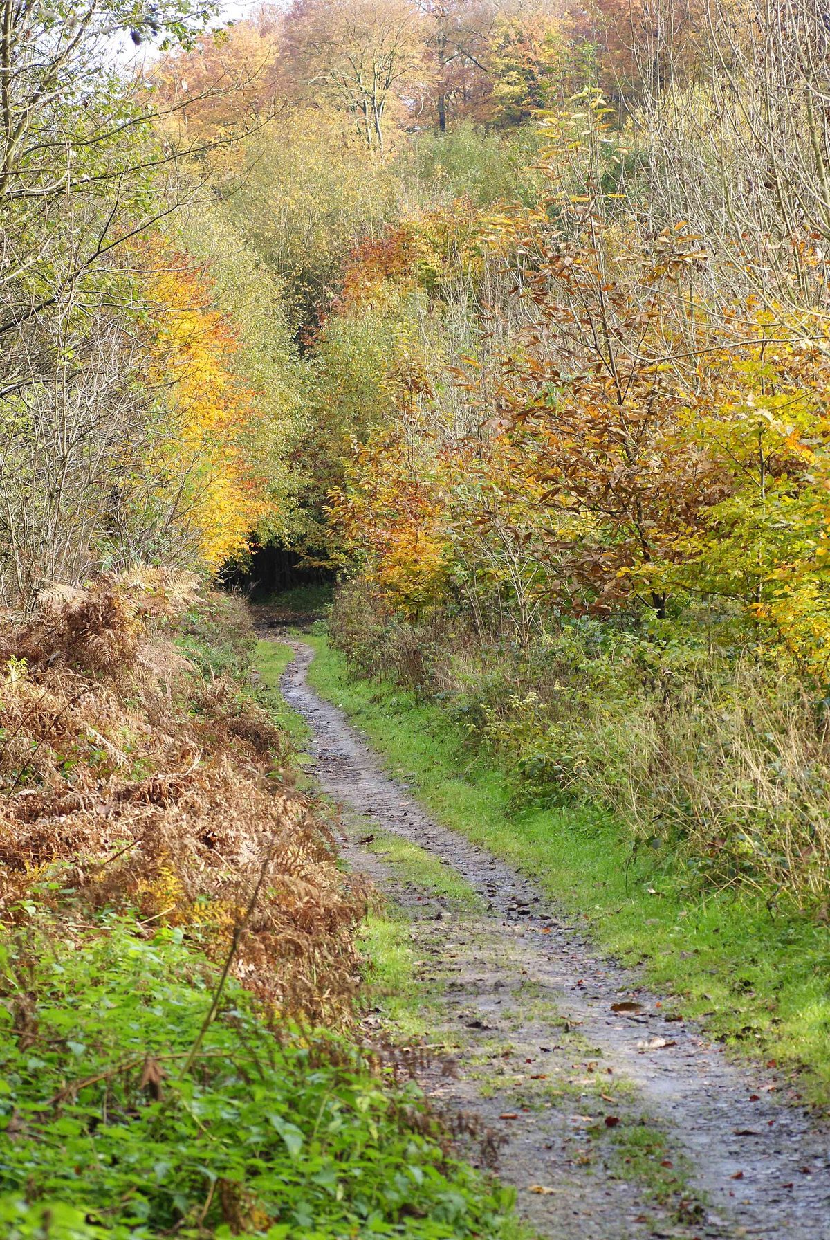A narrow earth path winding between bracken and young trees turning yellow, orange and copper in the Sonian Forest in autumn