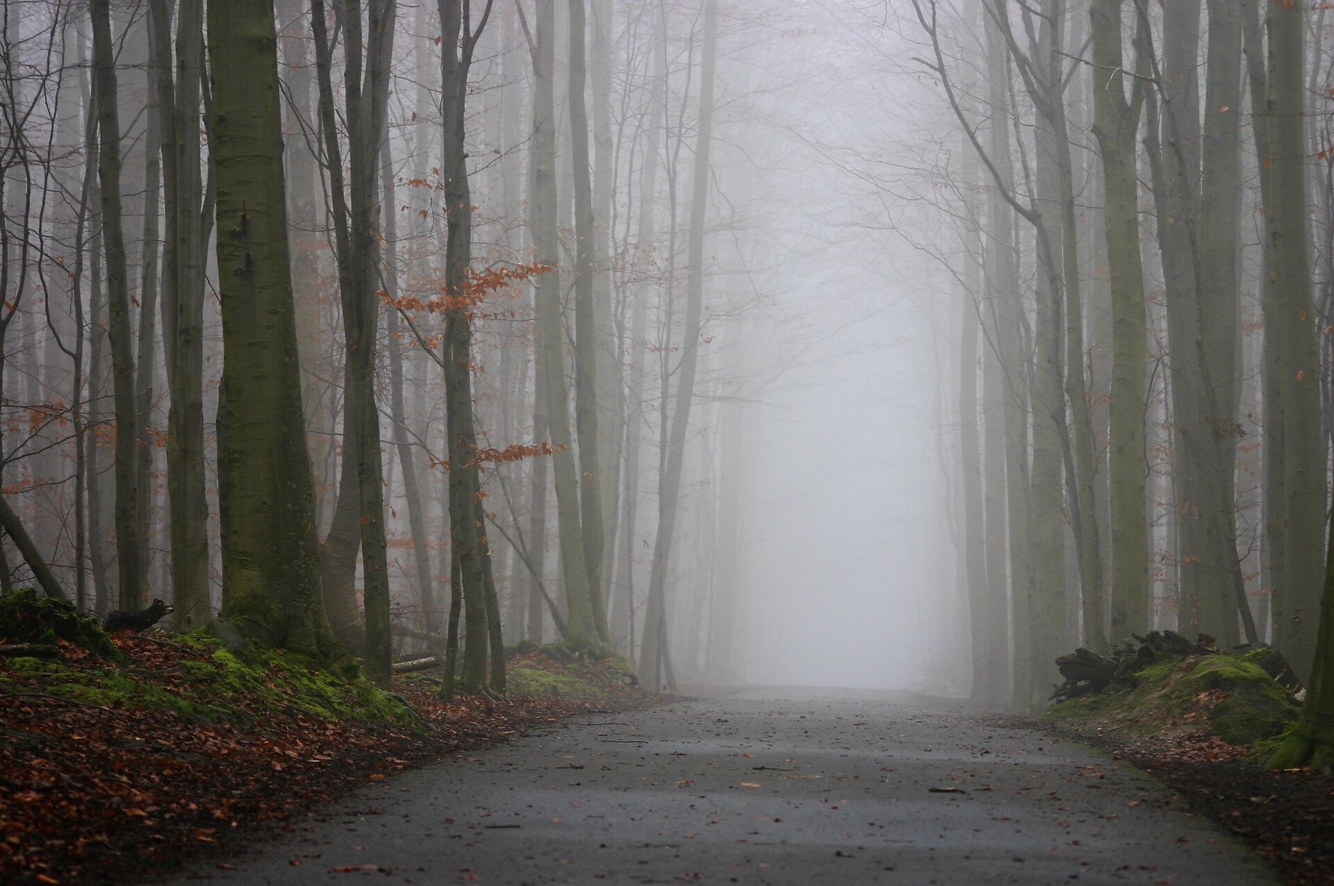 A paved forest avenue disappearing into thick fog between tall bare beech trunks, with a few copper leaves still on the young trees and moss on the banks