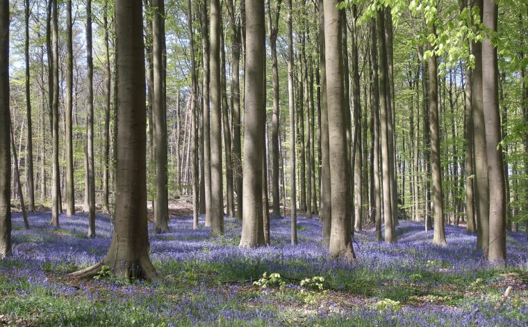 A dense carpet of bluebells covering the floor of the Hallerbos between tall grey beech trunks under fresh green spring leaves