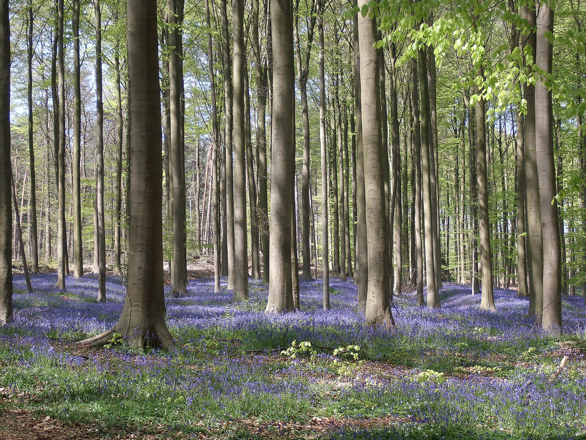 A dense carpet of bluebells covering the floor of the Hallerbos between tall grey beech trunks under fresh green spring leaves