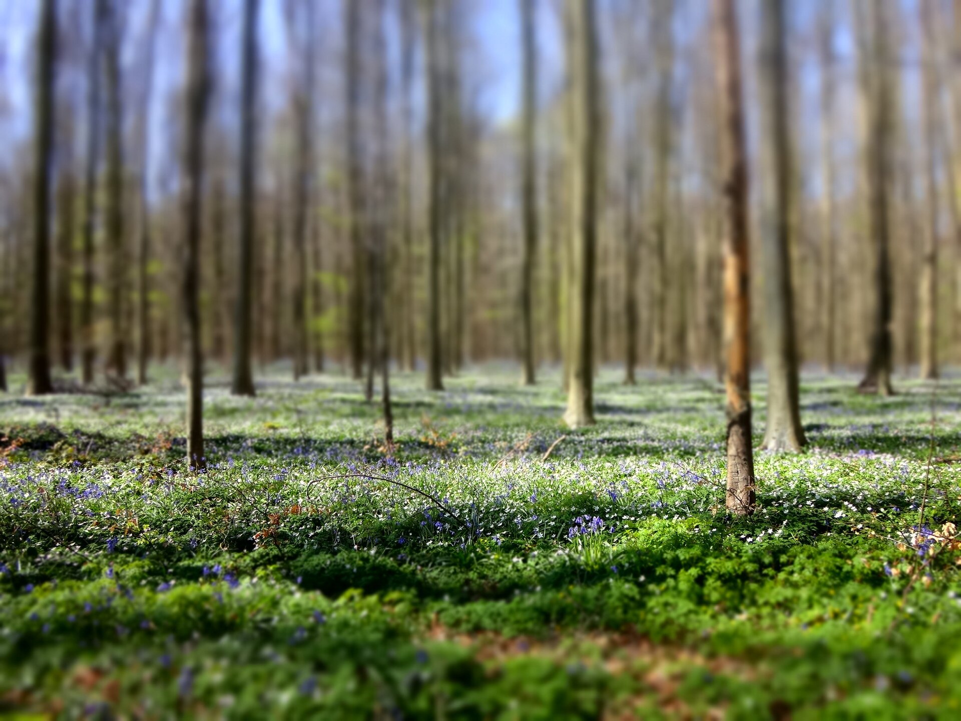 Bluebells coming into flower across the floor of the Hallerbos beech forest near Brussels