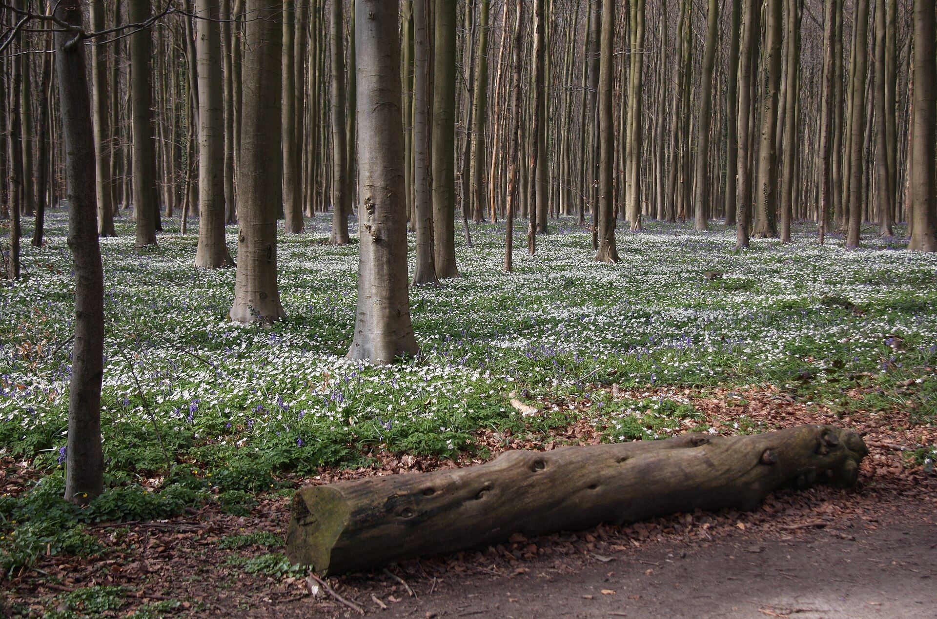 White wood anemones carpeting the Hallerbos floor between tall grey beech trunks, with a few early bluebells and a fallen log beside the path