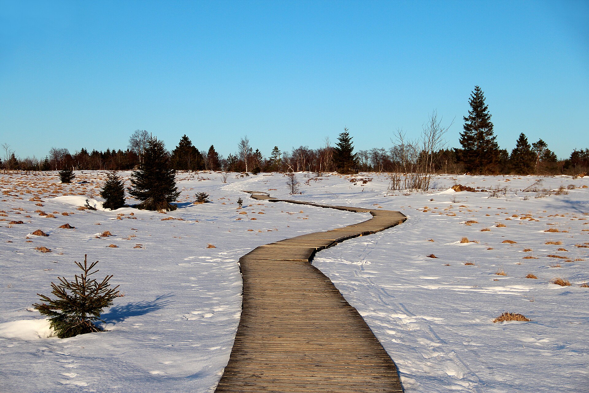 A wooden boardwalk winding across the snow-covered peat plateau of the Hautes Fagnes with scattered spruce trees
