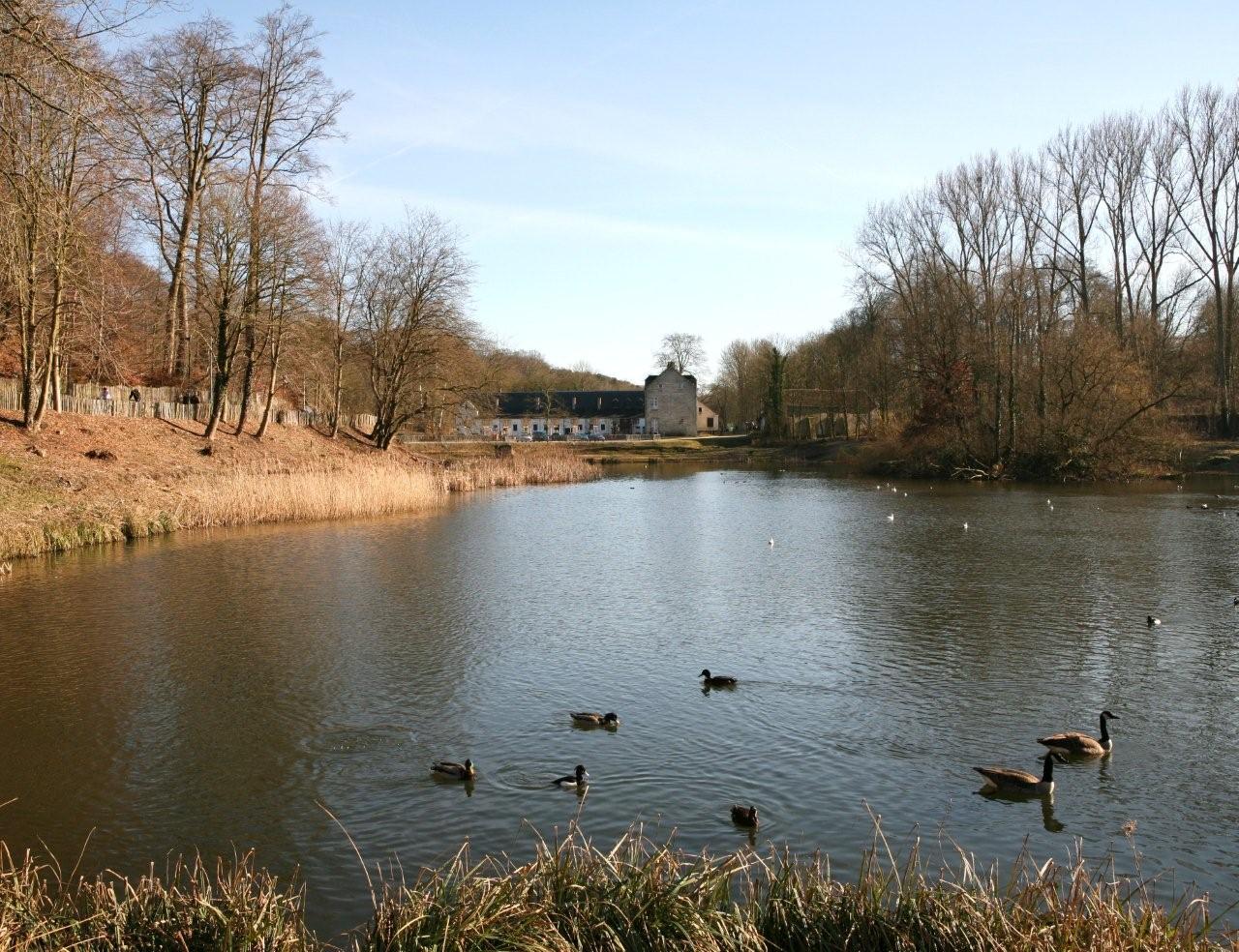 The pond at Rouge-Cloître with ducks and geese on the water, reeds in the foreground and the old white priory buildings beyond bare winter trees