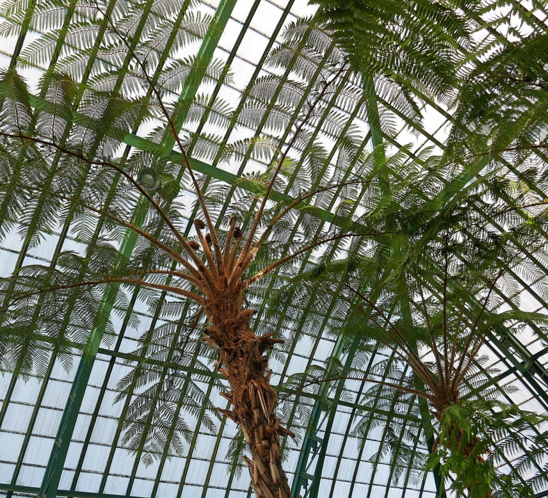 Tall tree ferns spreading their fronds beneath the green iron frame and glass roof of the Royal Greenhouses of Laeken