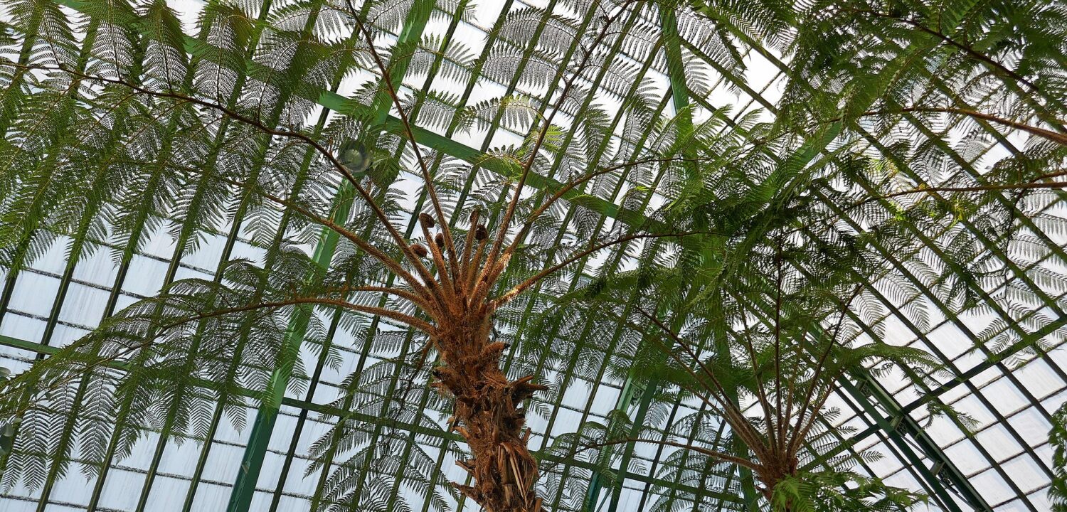 Tall tree ferns spreading their fronds beneath the green iron frame and glass roof of the Royal Greenhouses of Laeken