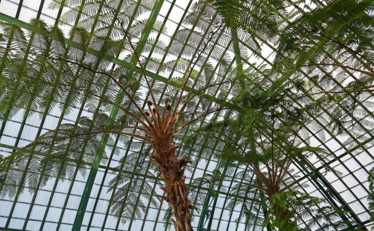 Tall tree ferns spreading their fronds beneath the green iron frame and glass roof of the Royal Greenhouses of Laeken