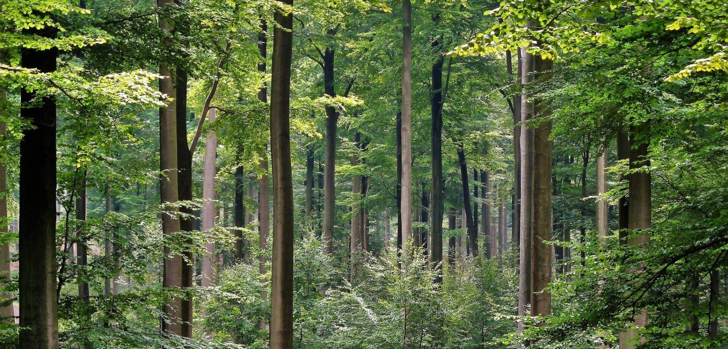 Two walkers dwarfed by tall straight beech trunks under a bright green summer canopy in the Sonian Forest