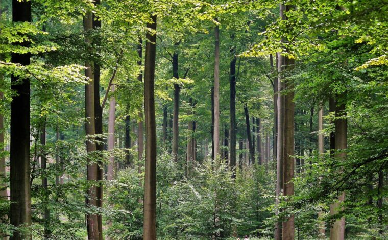 Two walkers dwarfed by tall straight beech trunks under a bright green summer canopy in the Sonian Forest