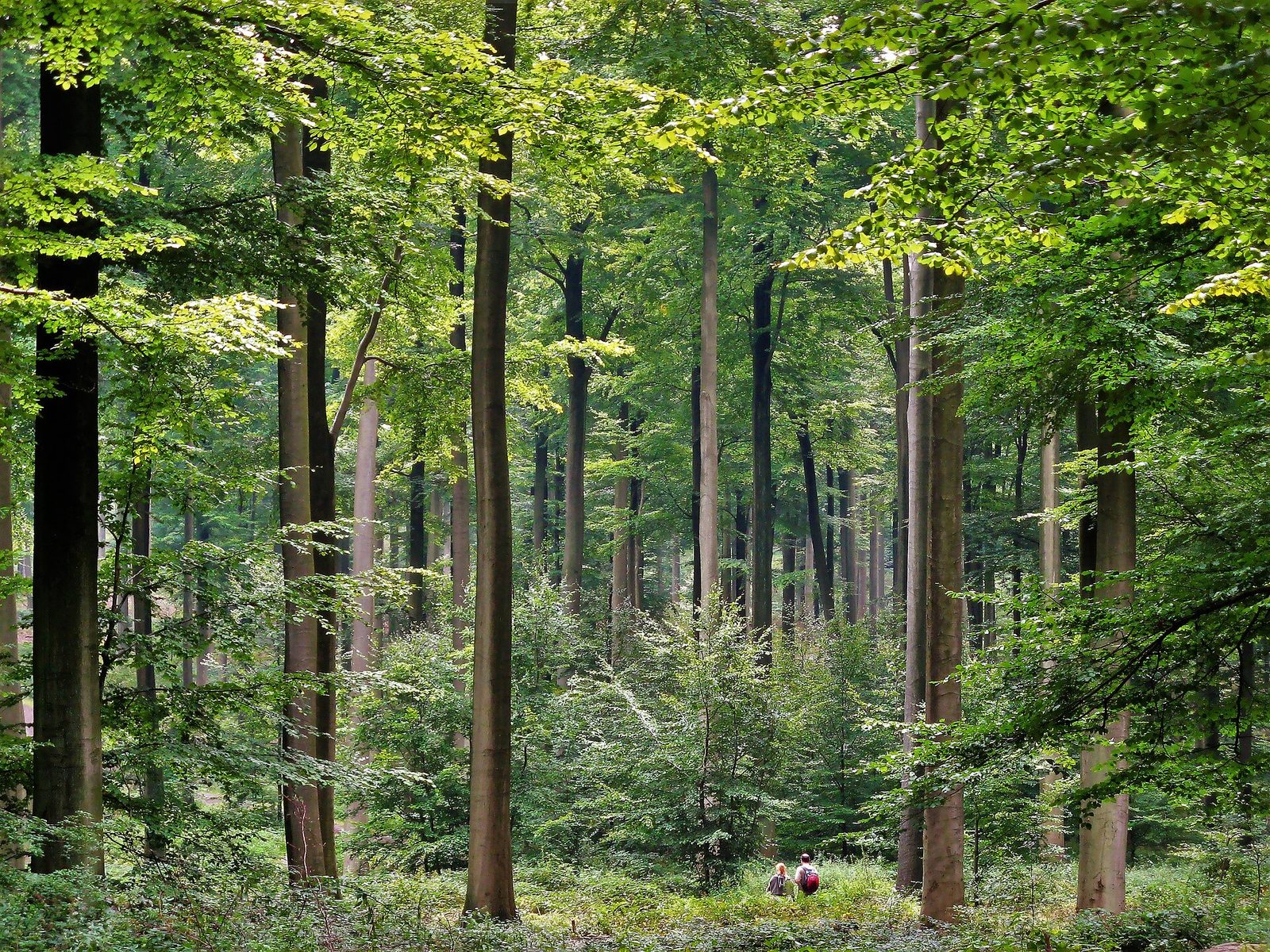 Two walkers dwarfed by tall straight beech trunks under a bright green canopy in the Sonian Forest