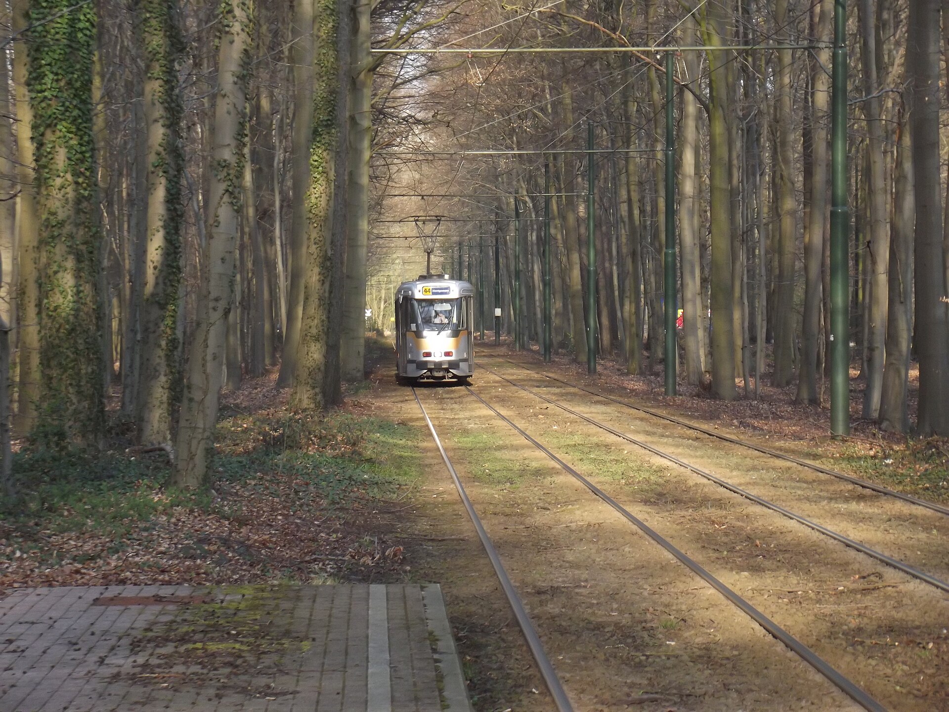 A tram showing route 44 running towards the camera on a grassy reserved track between tall beech trees in the Sonian Forest