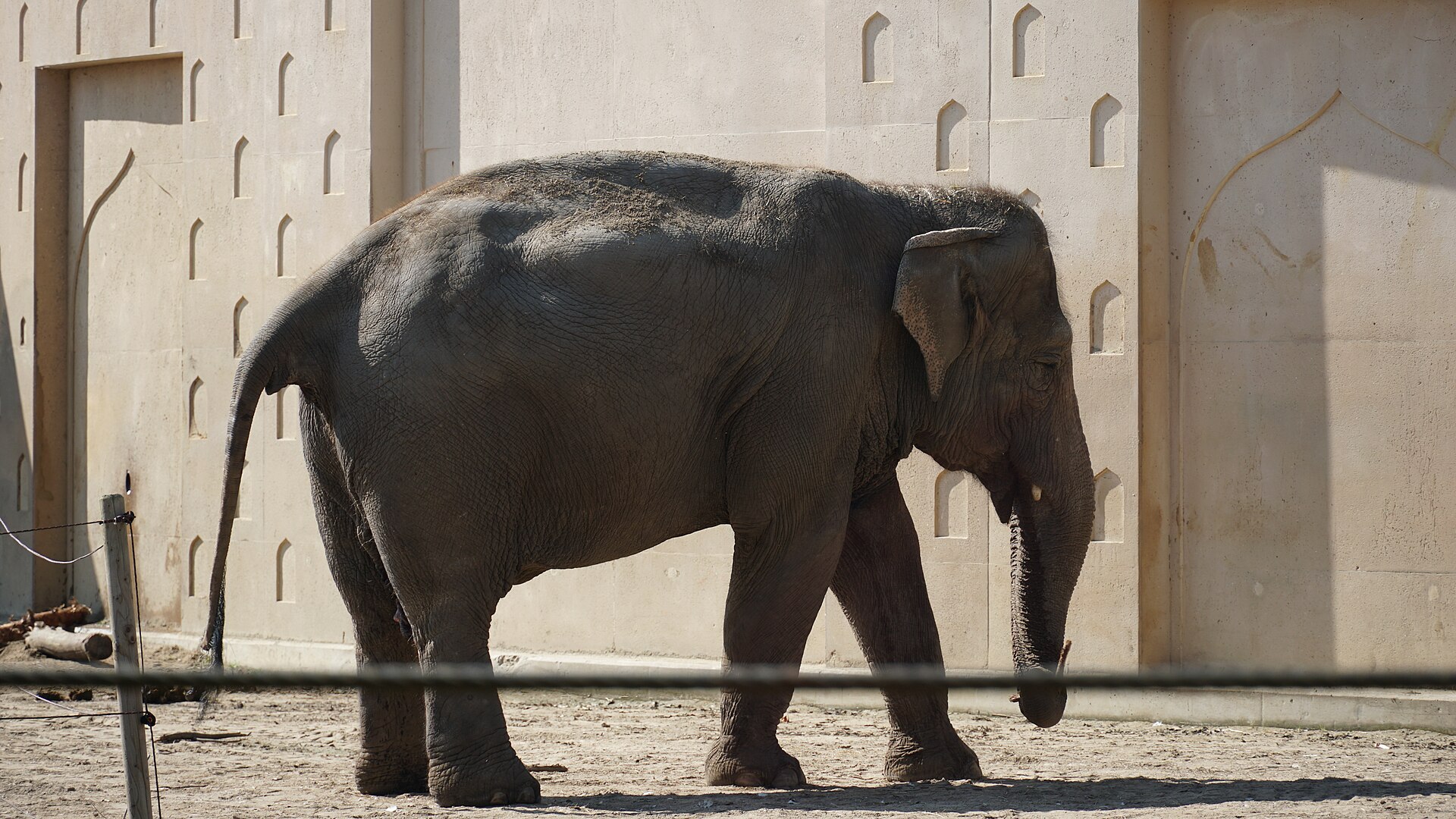An Asian elephant walks across its sandy enclosure beside a pale patterned wall at Planckendael zoo near Mechelen, Belgium.