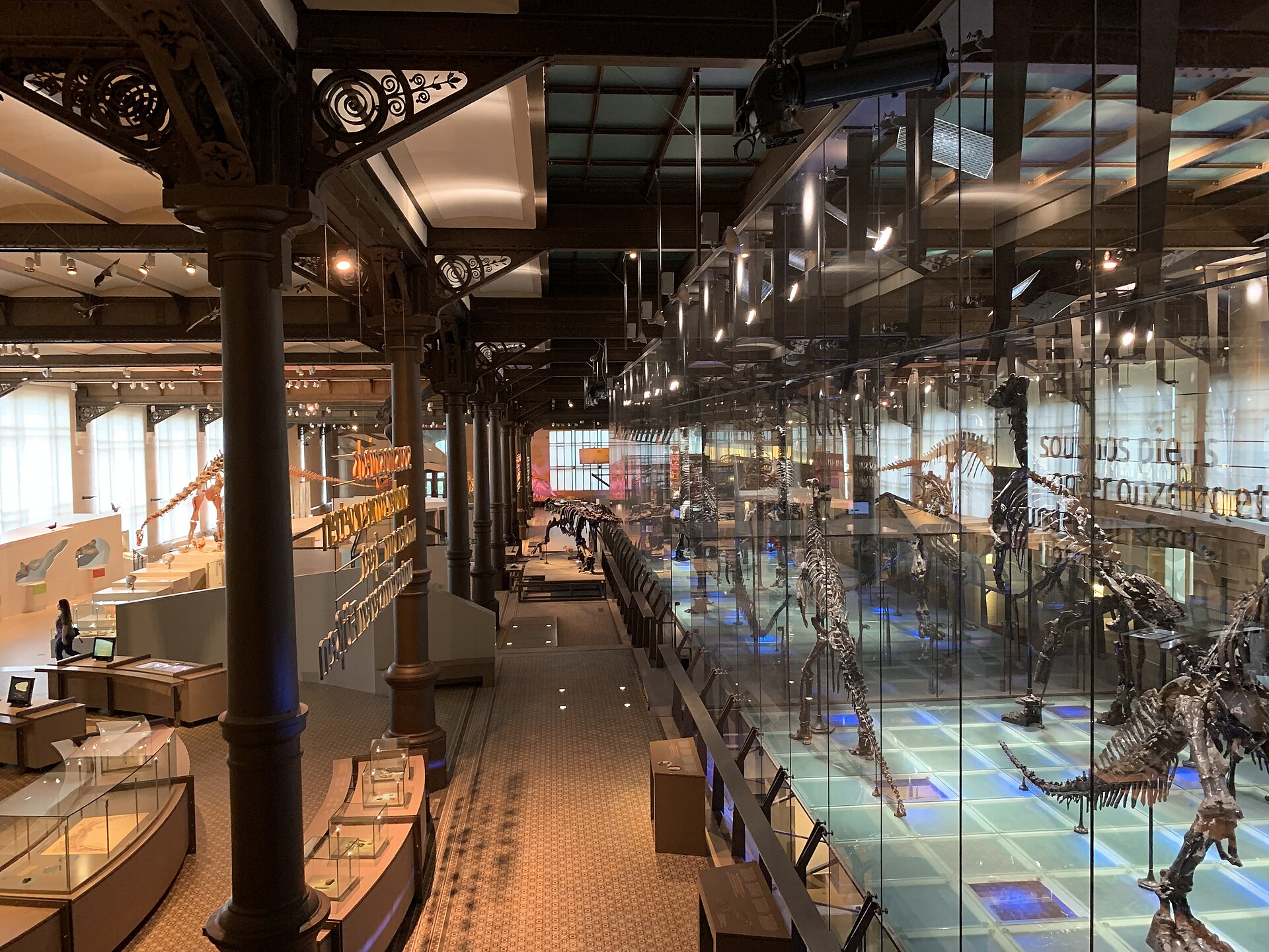 Dinosaur skeletons fill a glass enclosure beside iron columns and display cases in the Brussels Museum of Natural Sciences.