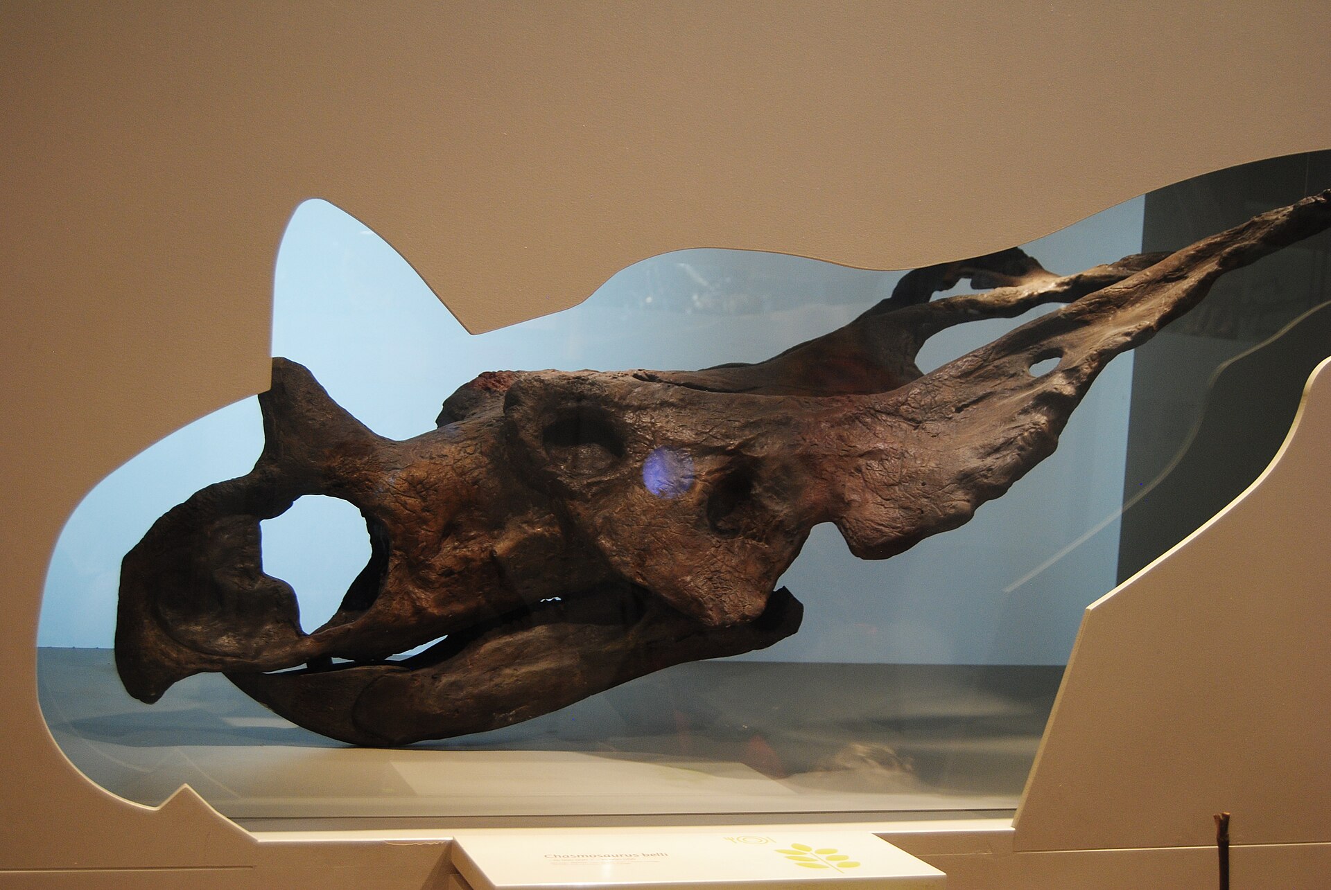 A horned Chasmosaurus skull fills a shaped display case in the dinosaur gallery of Brussels’ Museum of Natural Sciences.