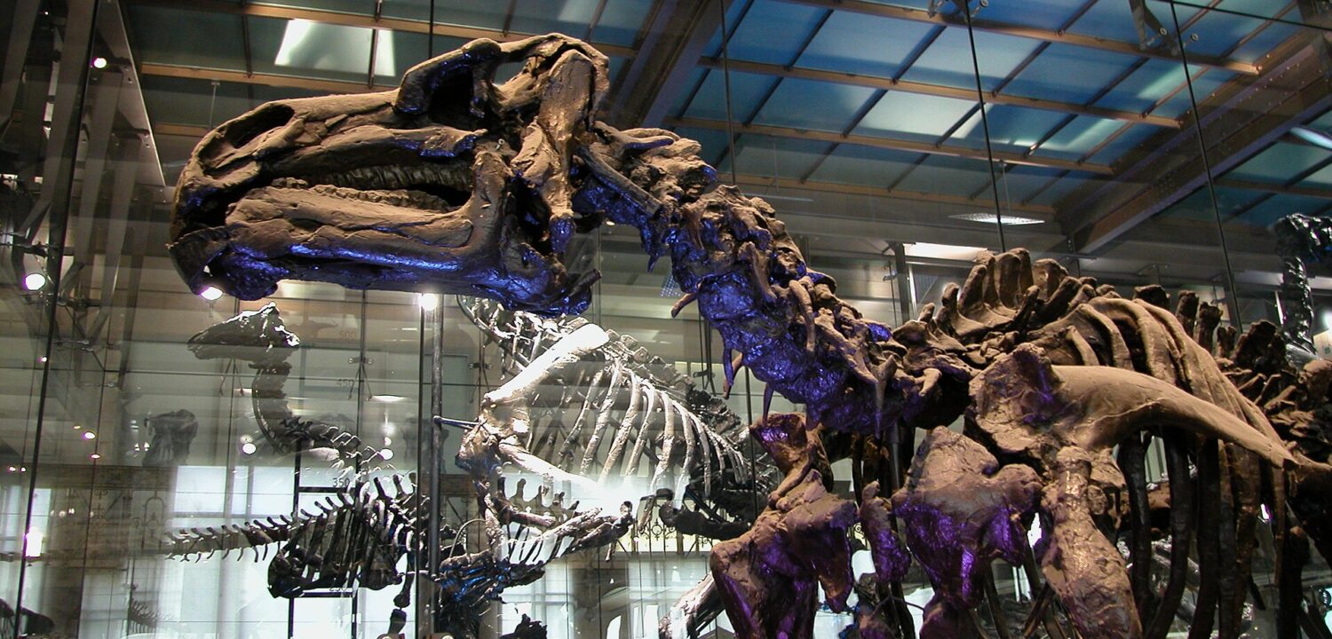 An Iguanodon skull and ribcage dominate the glass-enclosed dinosaur display at the Museum of Natural Sciences in Brussels.