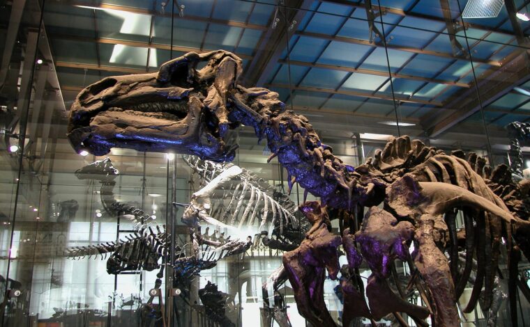 An Iguanodon skull and ribcage dominate the glass-enclosed dinosaur display at the Museum of Natural Sciences in Brussels.