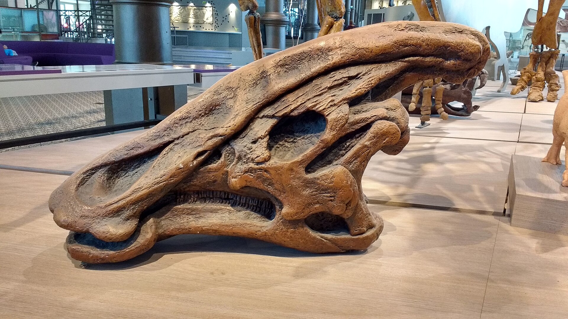 A long dinosaur skull rests on a display table beneath mounted skeletons in Brussels’ Museum of Natural Sciences.