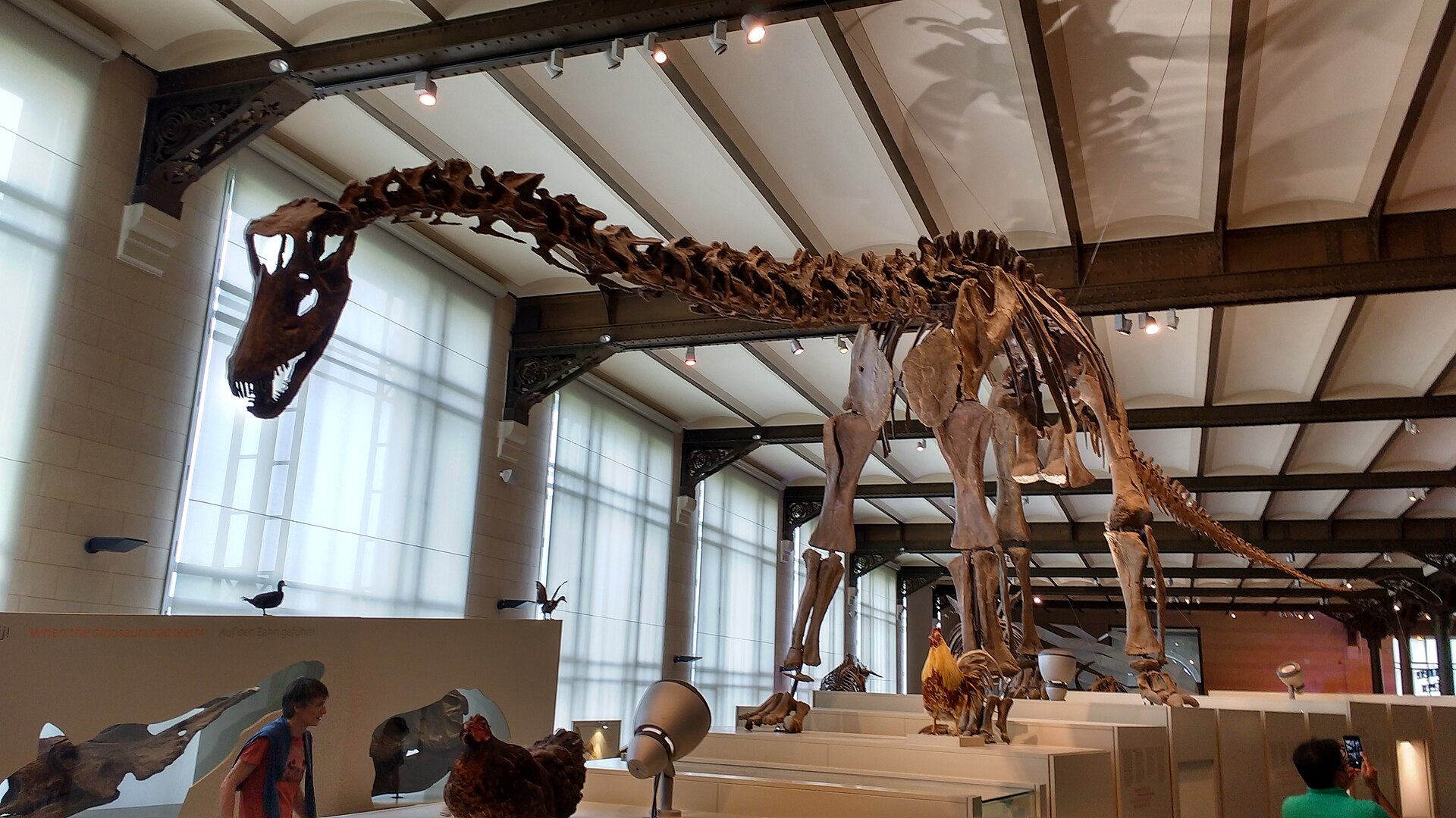 A towering dinosaur skeleton stands above display cases and visitors beneath iron beams in Brussels’ Museum of Natural Sciences.