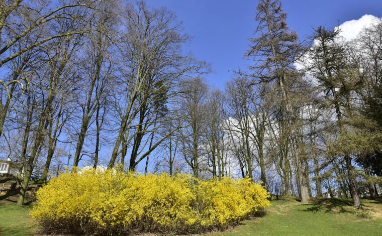 Yellow flowering shrubs brighten Brussels’ Josaphat Park beneath tall trees and a blue sky on a sunny spring day.